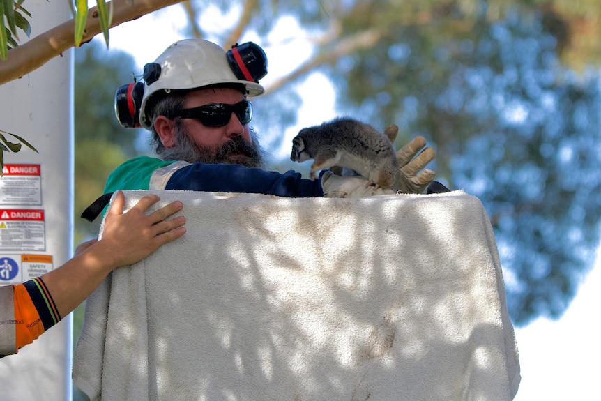 A man in a hard hat and white gloves is holding a possum while standing among trees.