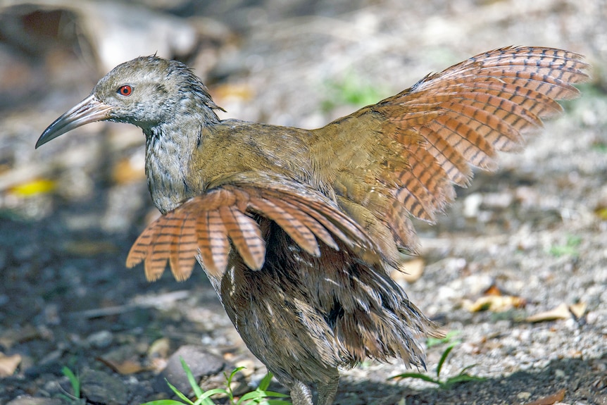 A medium sized brown bird on the ground, with its wings extended.