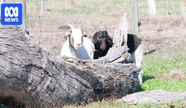 Western Australia's first fainting goats settle into farm near Busselton