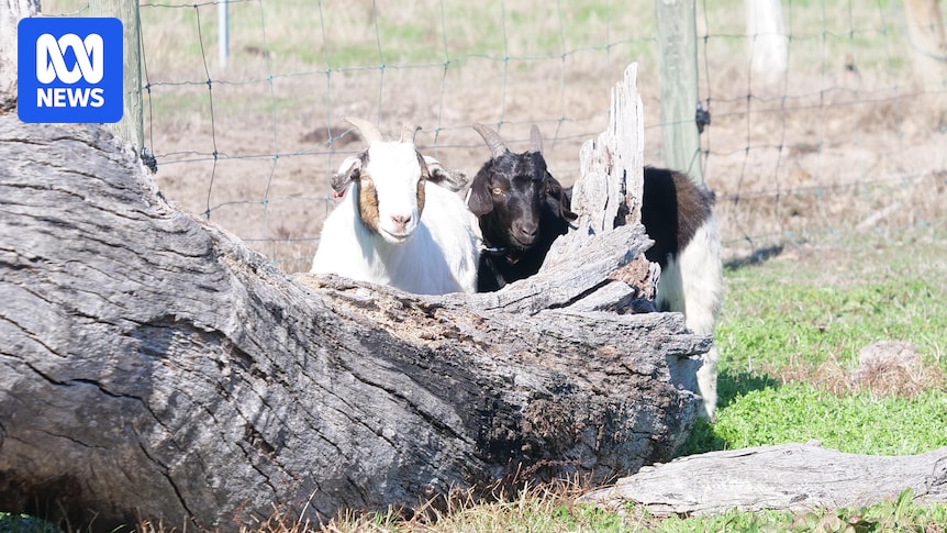 Western Australia's first fainting goats settle into farm near Busselton