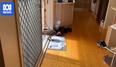 Brush turkey rescue - ABC News