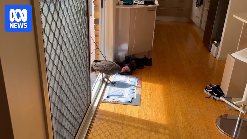 Brush turkey rescue - ABC News