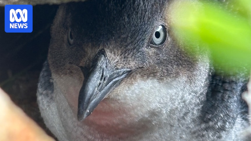 Kangaroo Island's little penguin numbers rise after record low in 2024