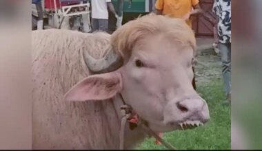 Rare Buffalo Steals Spotlight In Bangladesh For Looking "Exactly Like Donald Trump"