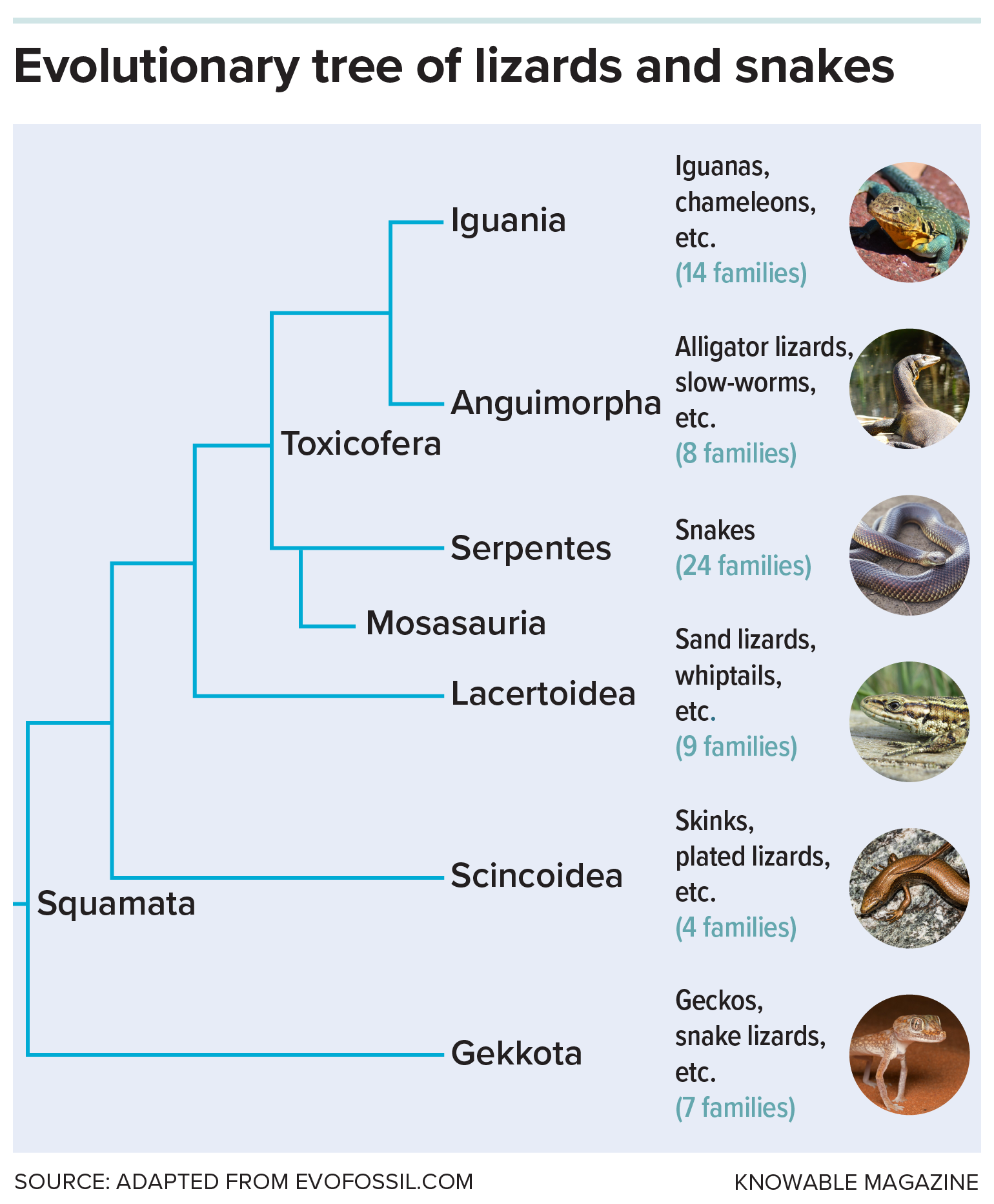An evolutionary tree showing various branches for different reptiles including snakes