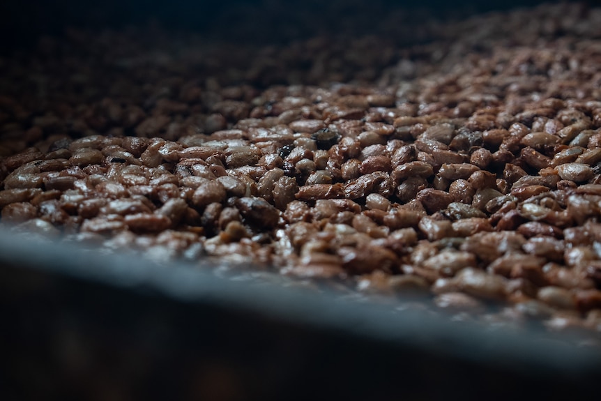 Cocoa beans fermenting before they are roasted.