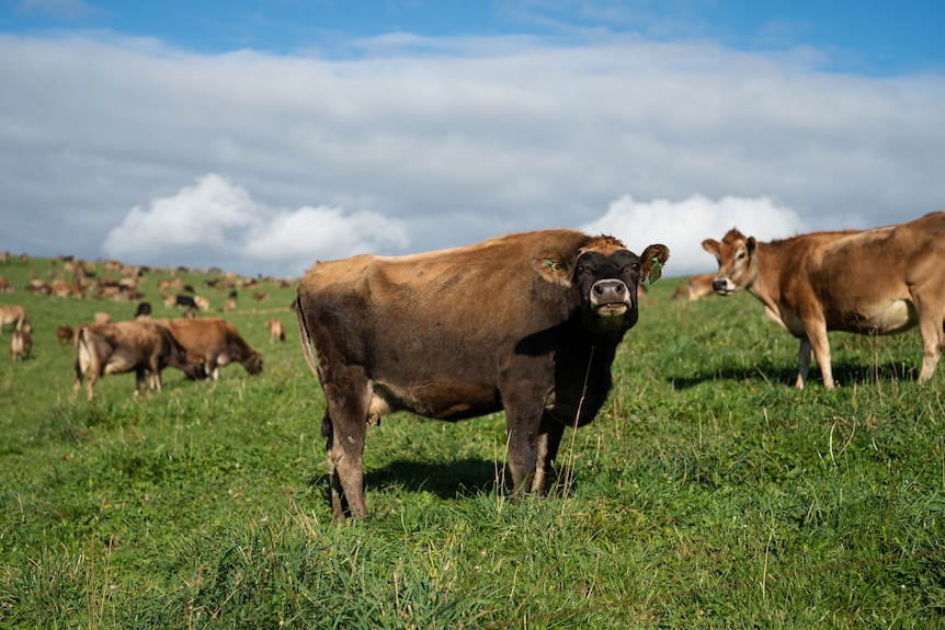 Cow standing in hilly green paddock, looking at camera
