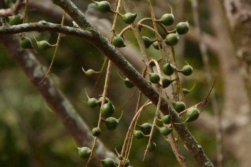 small macadamia nuts.