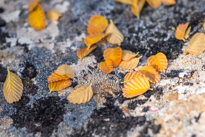 Yellow fagus leaves lay on a large rock.