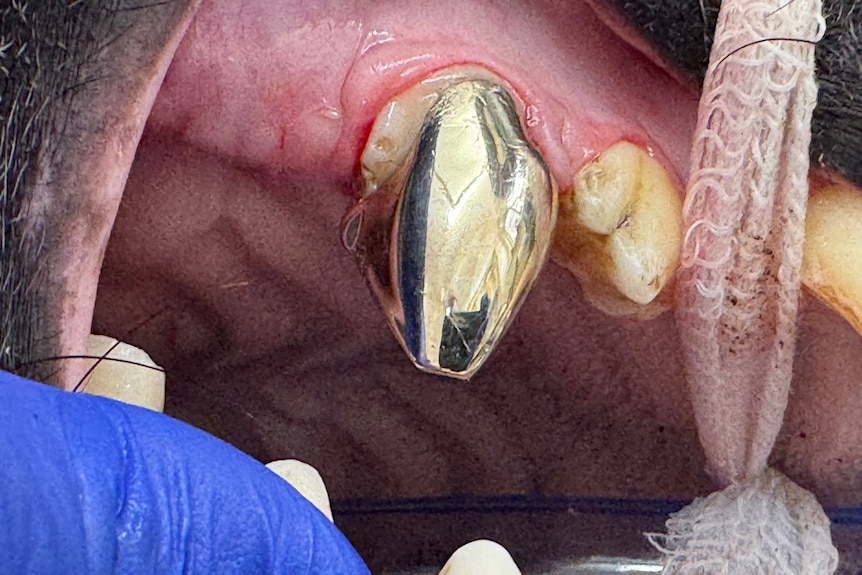 A gold-coloured crown over a back molar of an hyena, the mouth held open with gauze
