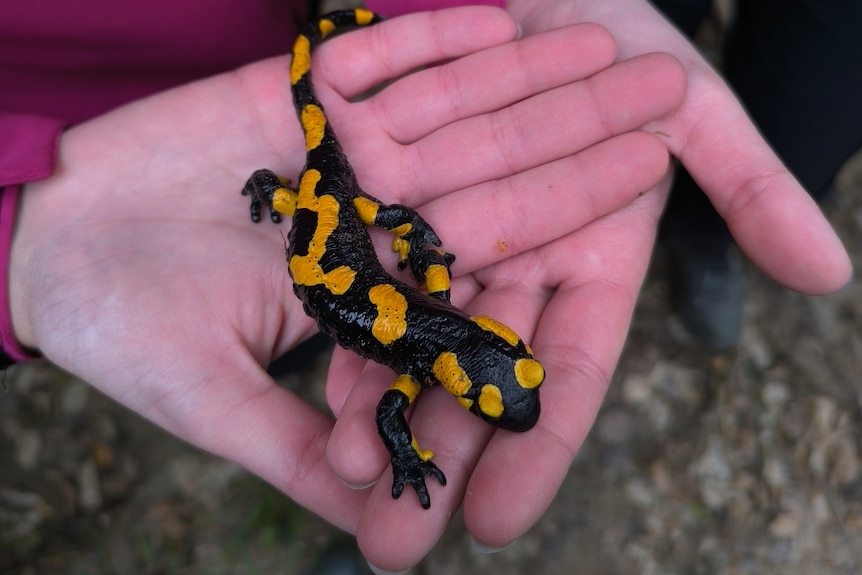 A black lizard-like creature with yellow splodges in the open palms of a woman with pink coat sleeves close-up.