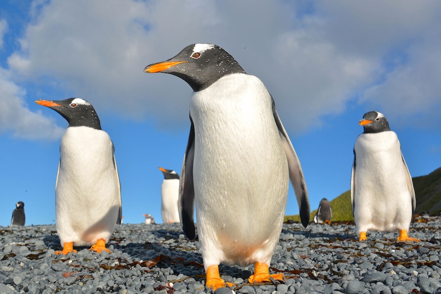 Three small penguins with bright red-orange bills and conspicuous white eye patches.