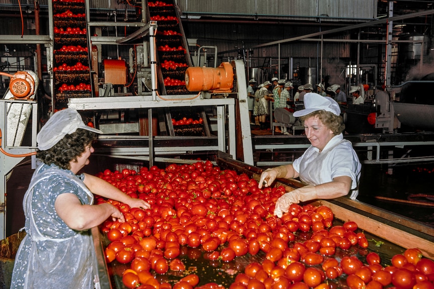 Two women handle tomatoes on a production line.