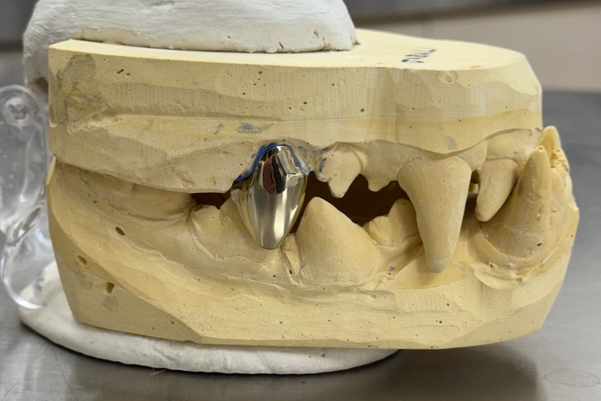 A gold-coloured covered back tooth in a full jaw plaster cast of a canine mouth