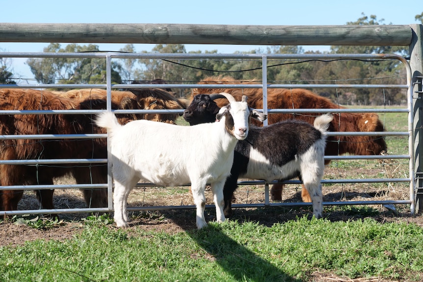 A white goat and a black goat standing in front of a fence with a brown highland cow behind it.
