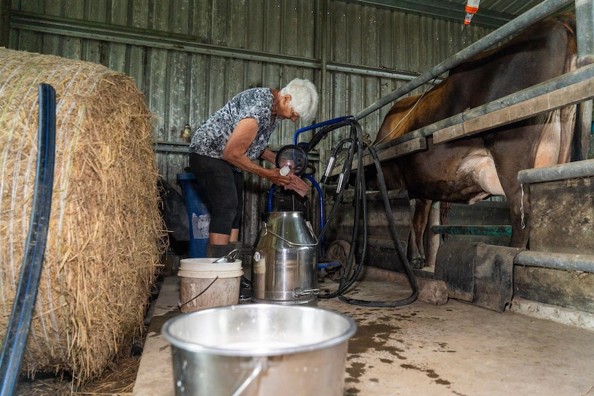 A woman cleans a milking machine.