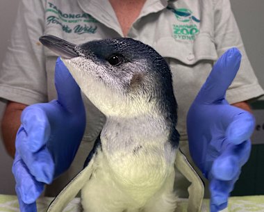 A juvenile little penguin currently in care.