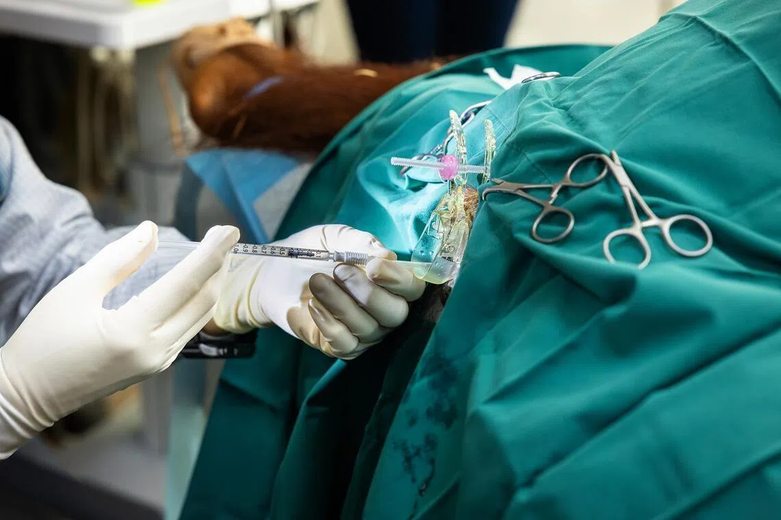 On July 28, 2025, orang utan Chomel was sedated and inseminated with Charlie’s semen.