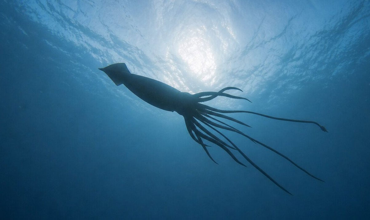 Architeuthis dux