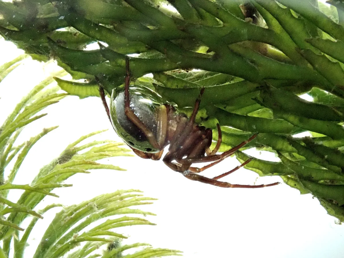 The diving bell spider Argyroneta aquatica with a bubble on its abdomen allowing it to breathe underwater.