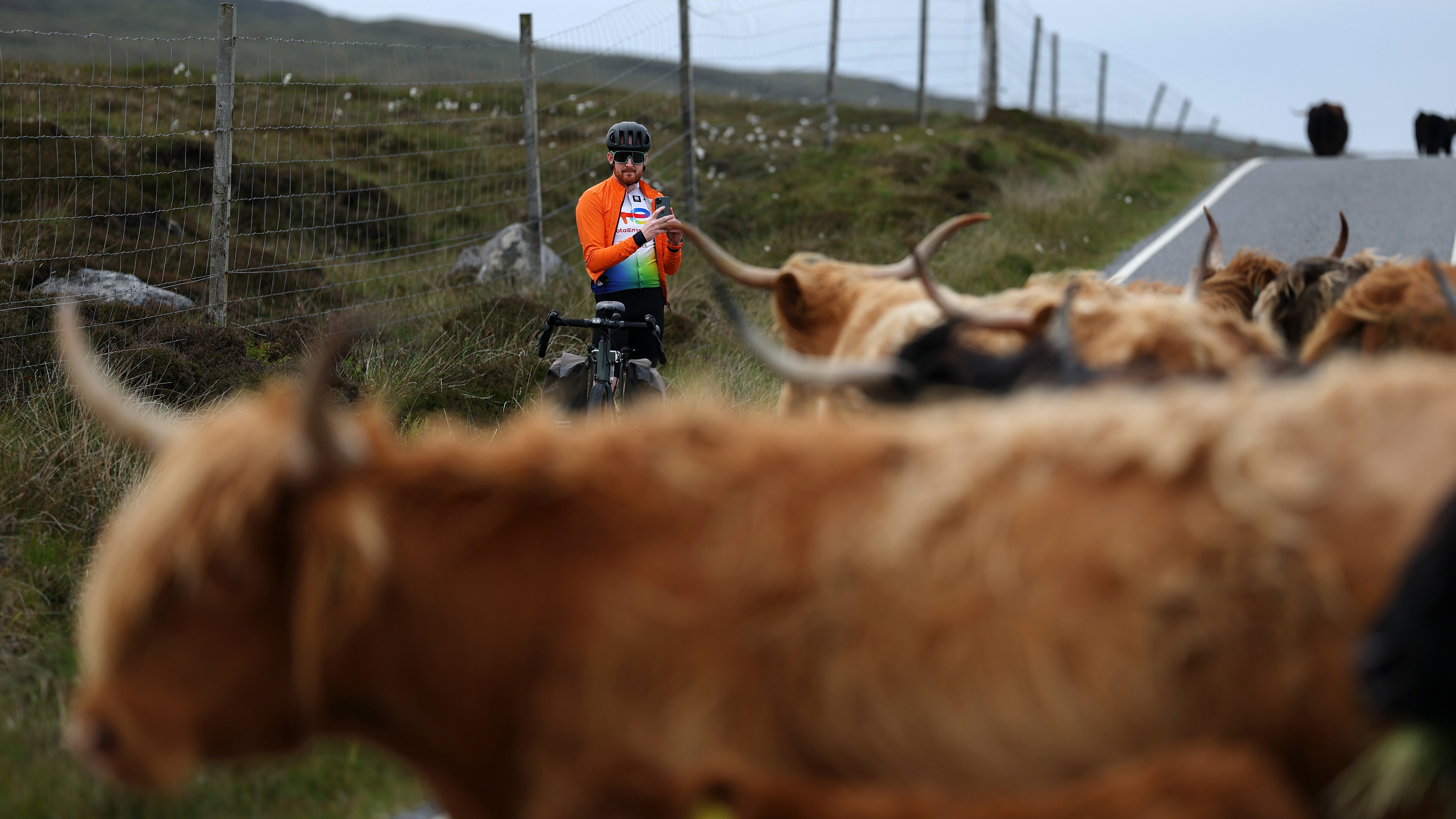Highland cows on a road in Sollas, Scotland.