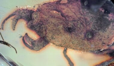 Scientists Discover Bizarre 100-Million-Year-Old Insect With Giant Claws
