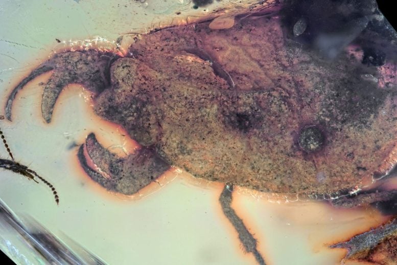 Carcinonepa Libererrantes Preserved in Amber