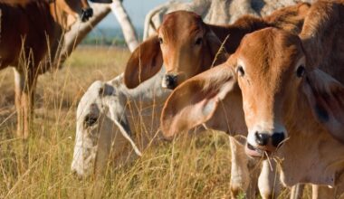 New AI tools find smarter ways to measure pasture