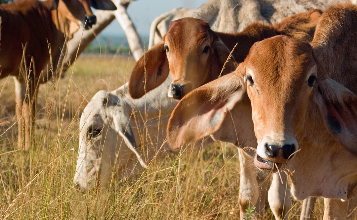New AI tools find smarter ways to measure pasture