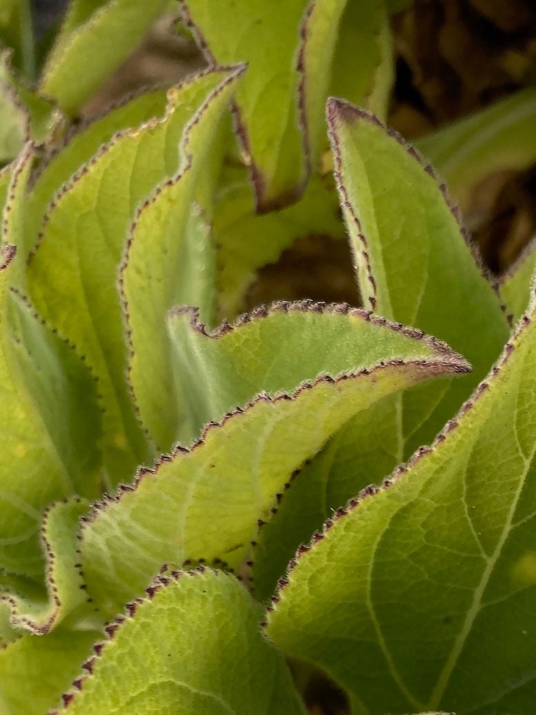 Close Up of Serrated Leaves of Scalesia affinis