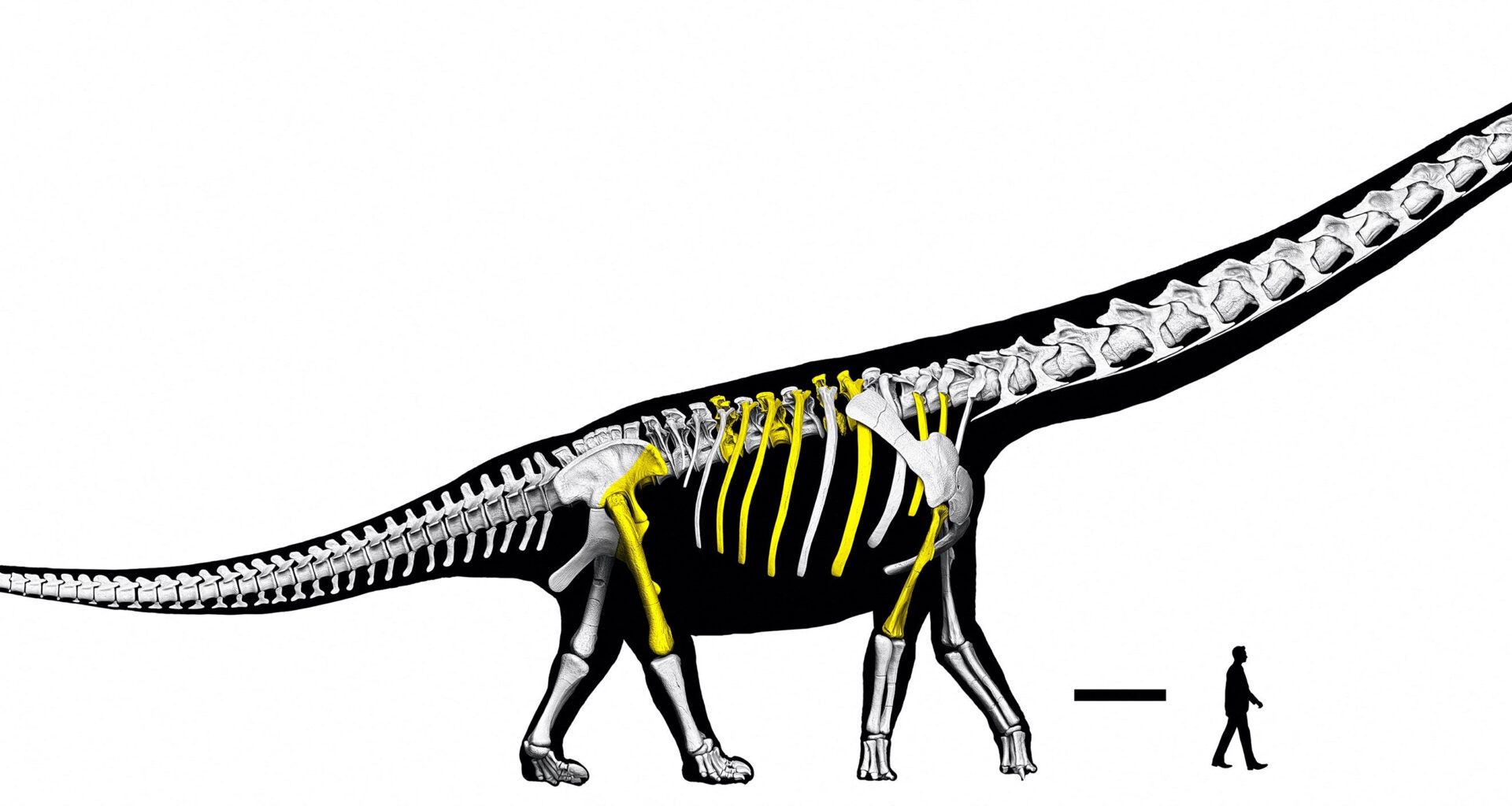 20-Meter Giant Dinosaur Found in Patagonia