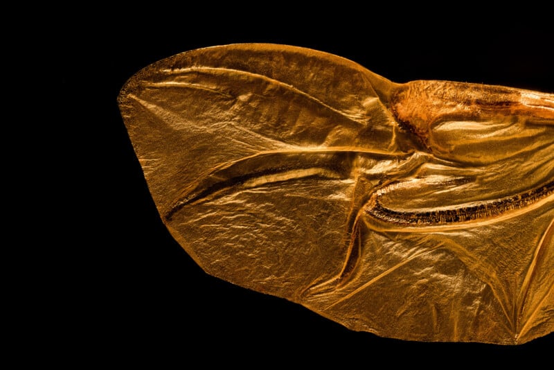 Close-up image of an insect wing, shown in golden-brown hues with detailed texture and veins, set against a black background.
