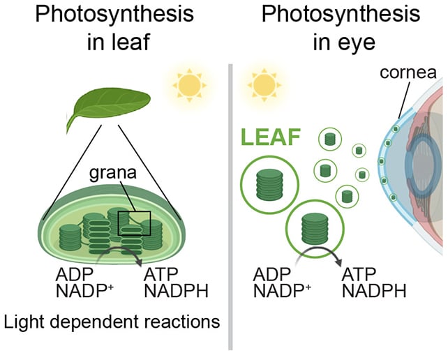 Eye photosynthesis
