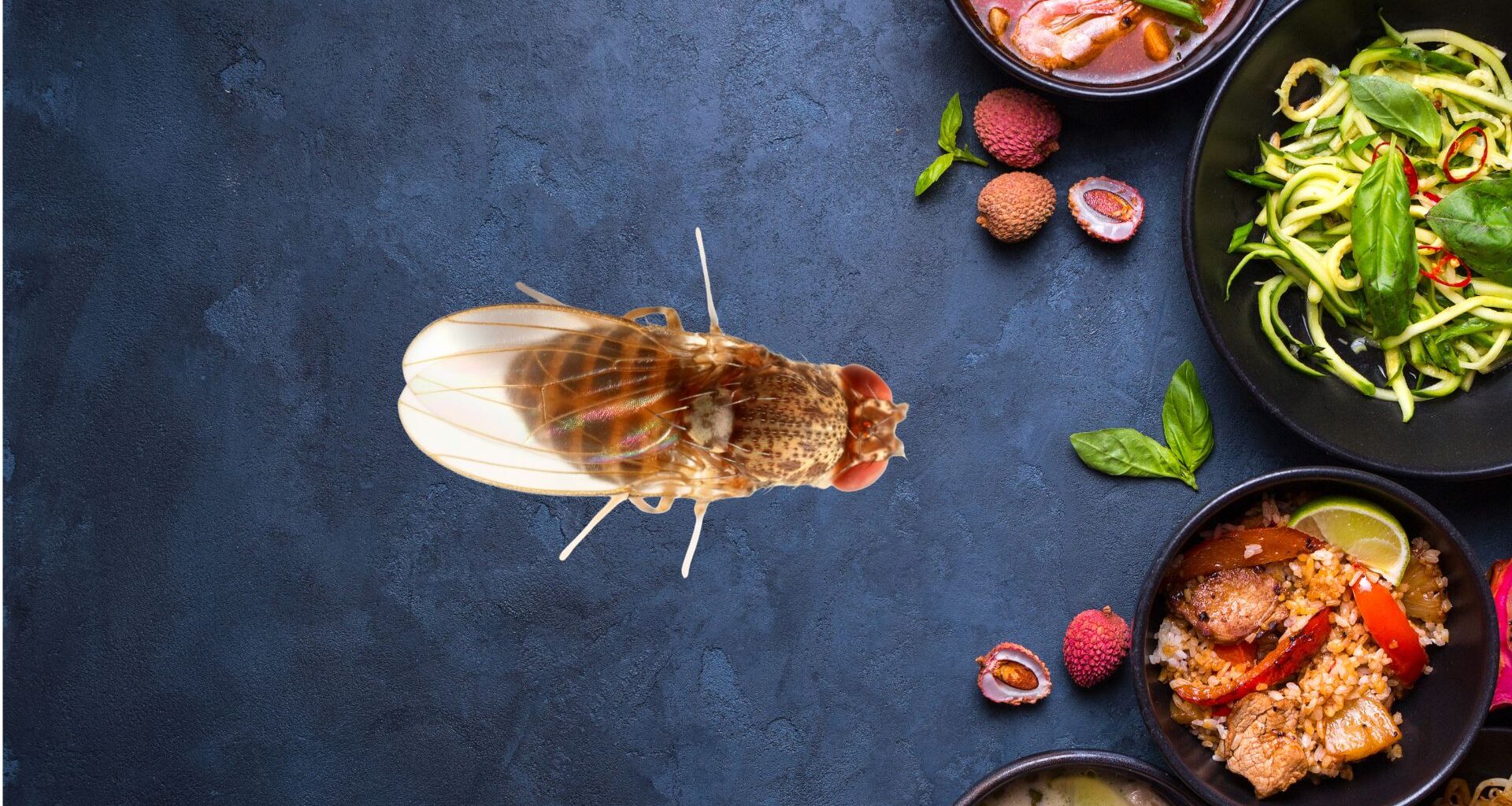 A low-carb diet can help fruit flies fight off diseases in a warming climate, shows new study