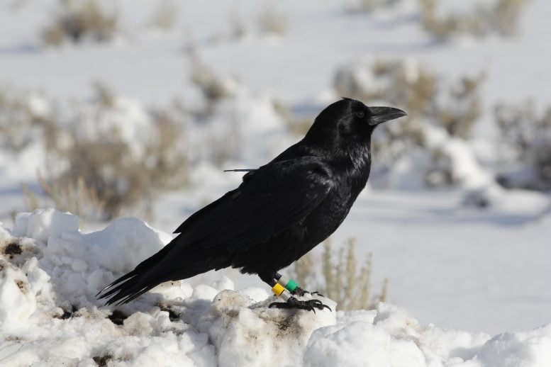 GPS-Tagged Raven in Yellowstone