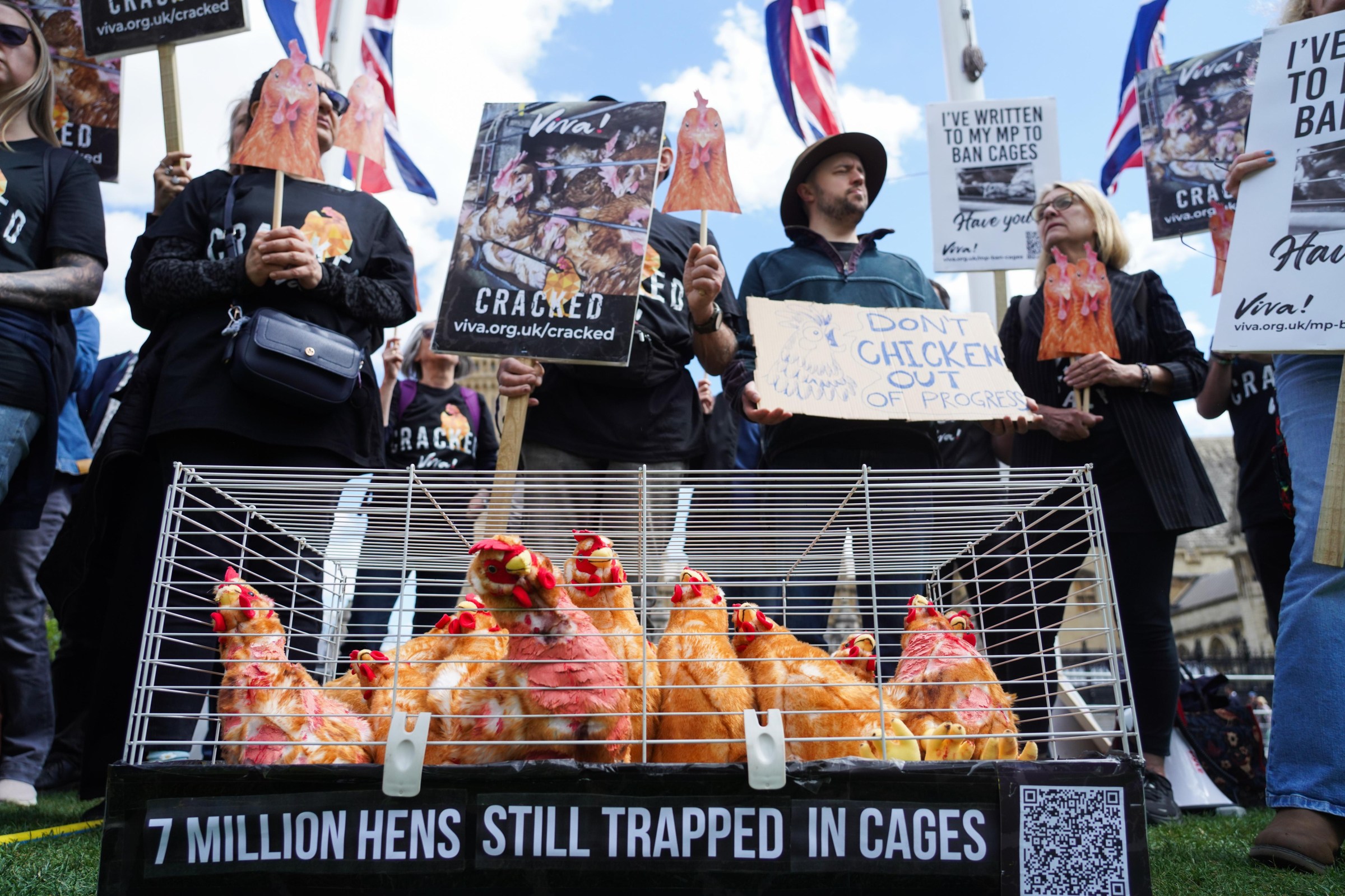A number of chickens in a metal wire cage