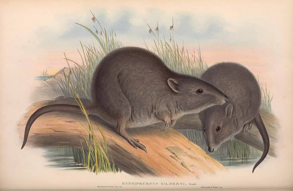 Old illustration of 2 Gilbert's potoroo