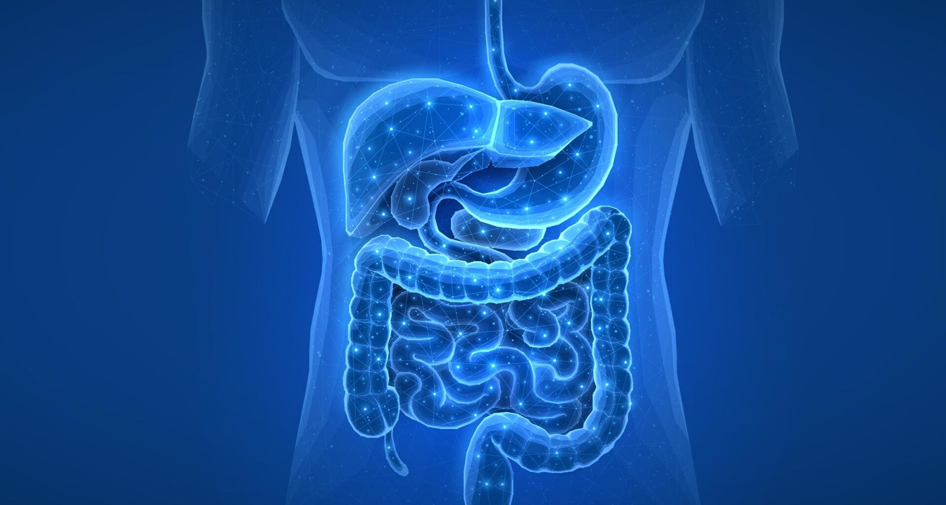 Human Digestive System.Gut Health Bowel Disease