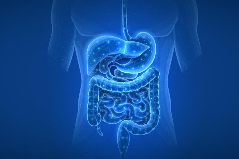 Human Digestive System.Gut Health Bowel Disease