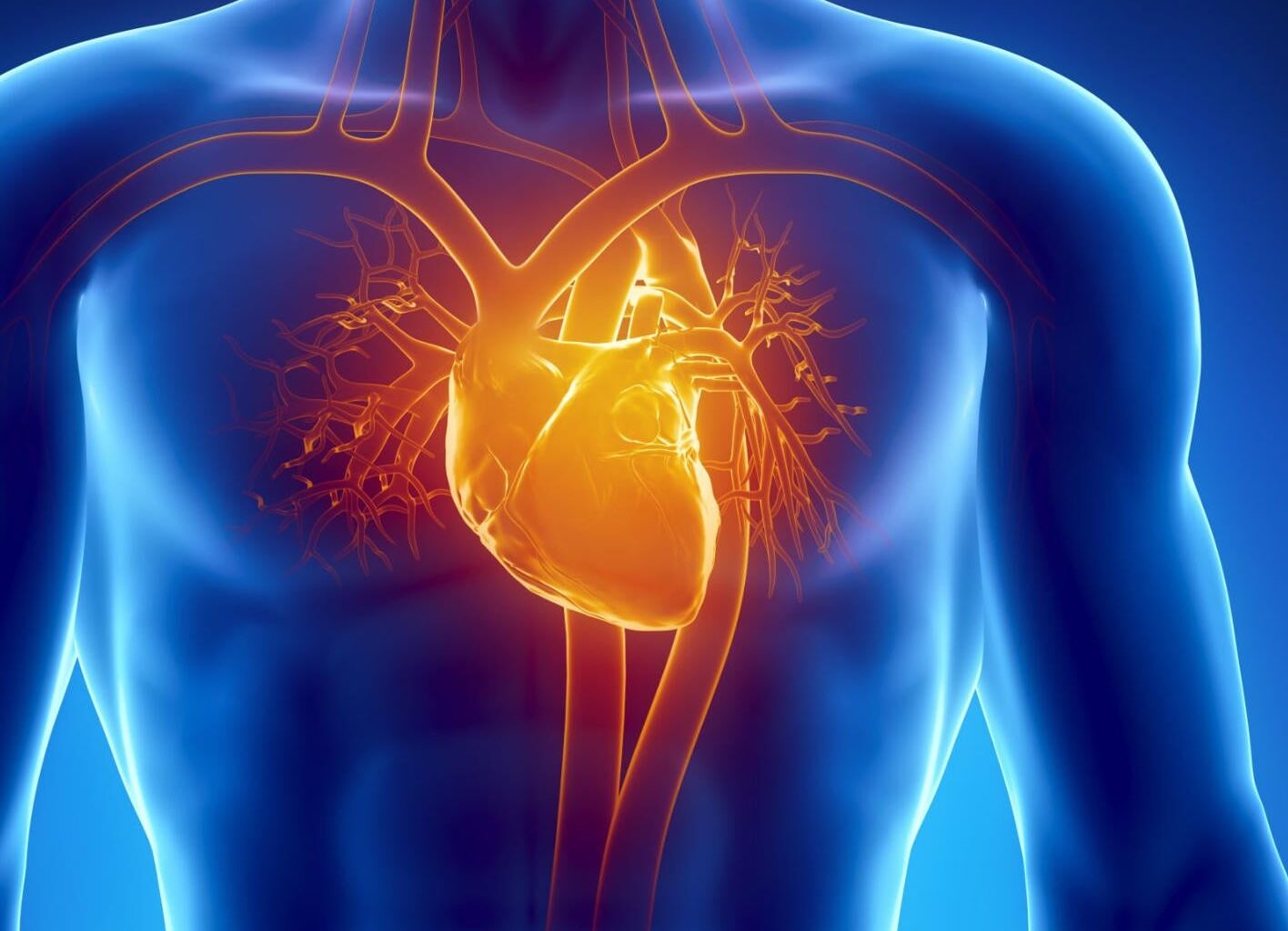 Human Heart Anatomy