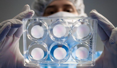 Scientist looking at a six-well plate with samples.