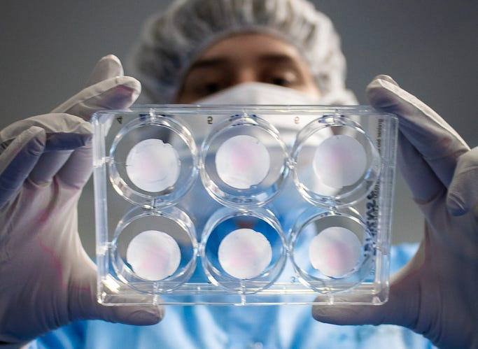 Scientist looking at a six-well plate with samples.