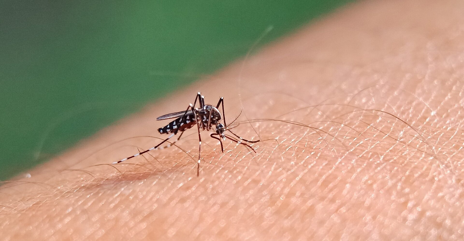 selective focus Aedes Mosquito sucking blood on skin with bokeh background