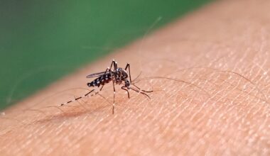 selective focus Aedes Mosquito sucking blood on skin with bokeh background