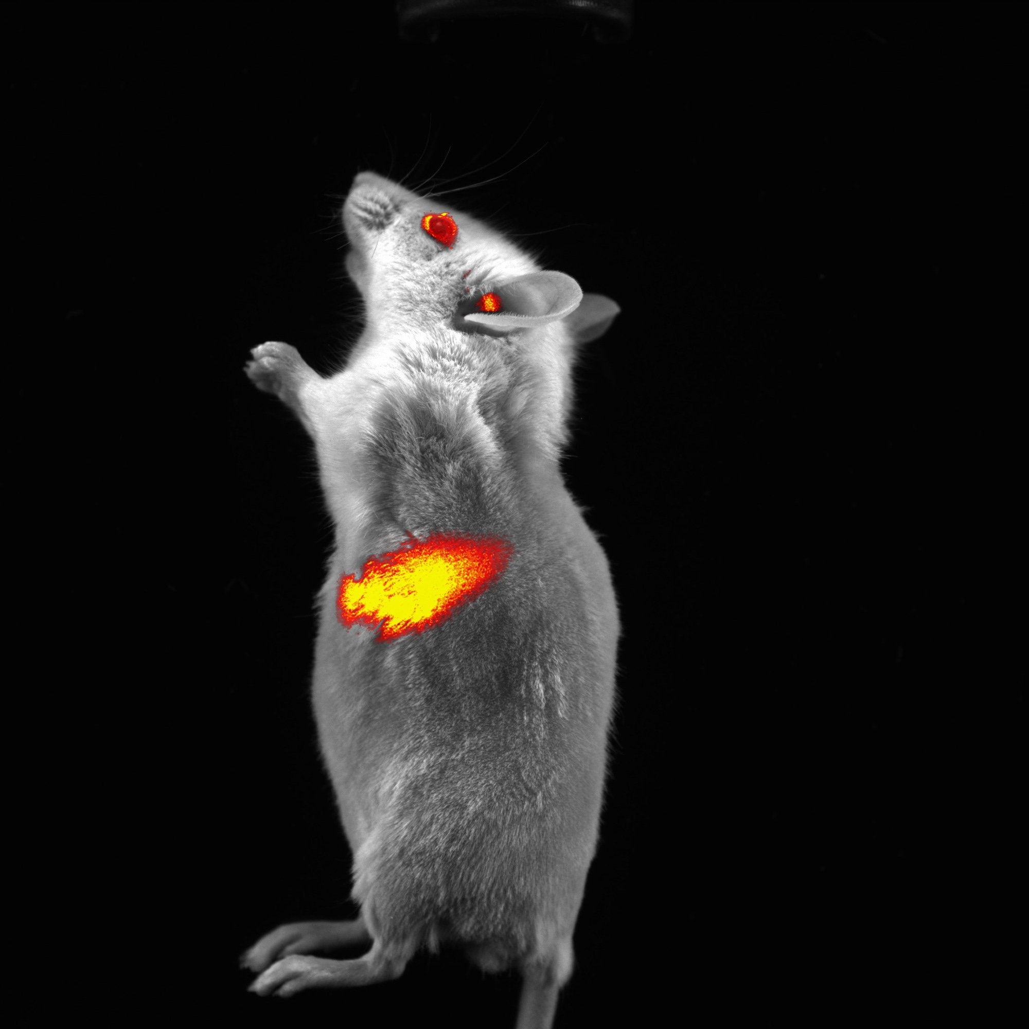 The growing role of NIR-II imaging in preclinical research