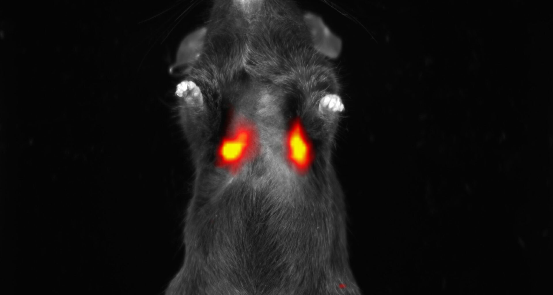 The growing role of NIR-II imaging in preclinical research