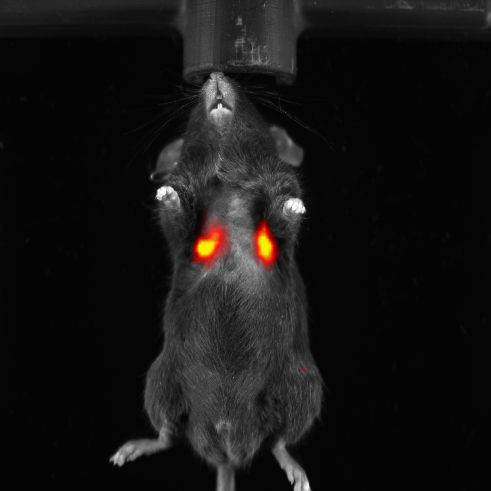 The growing role of NIR-II imaging in preclinical research