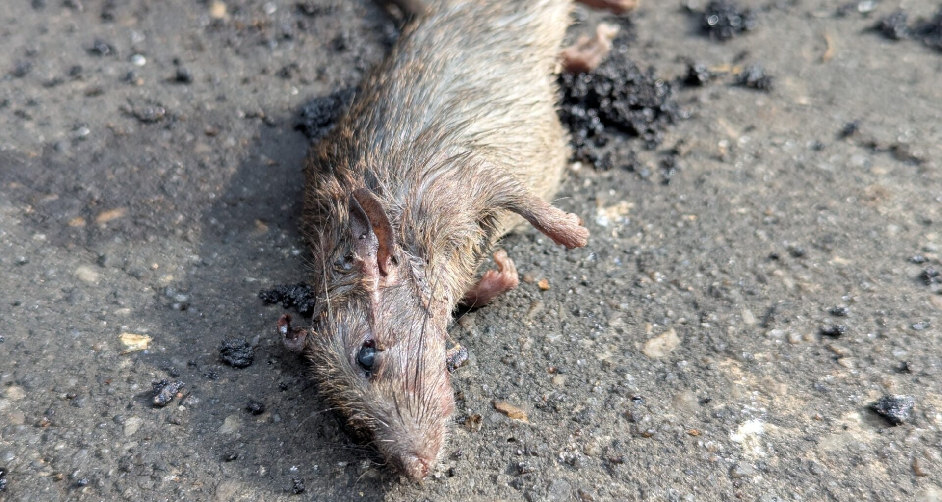 How Andes virus super-spreaders reveal the risk behind the MV Hondius hantavirus cluster