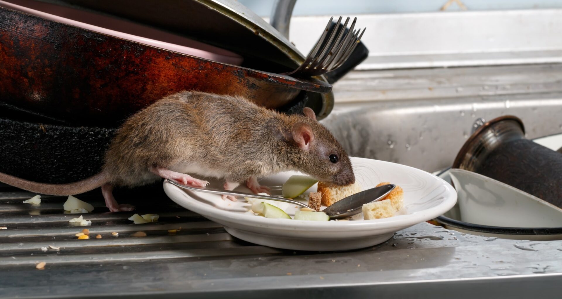 What medicine-exposed rats reveal about the next urban zoonotic threat