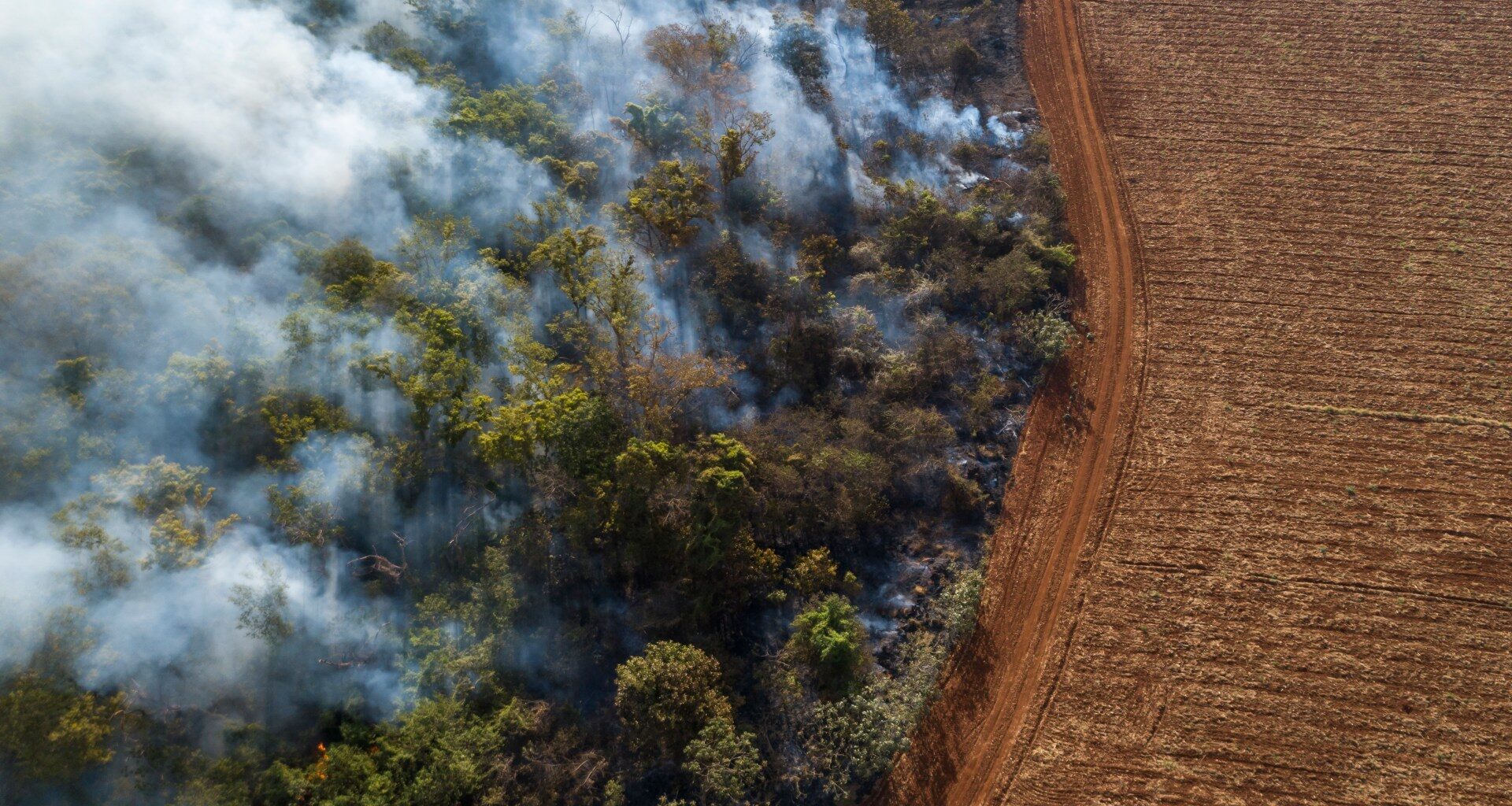 ‘Encouraging’: Global rainforest loss slows in 2025 after record year | Climate Crisis News